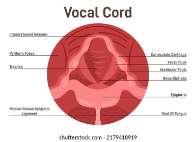 Vocal cords anatomical structure. Human voice closed organ. Healthy throat system with description. Medical poster. Flat vector illustration