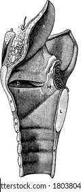 Vocal cords are folds of tissue in the throat that produce sounds through vocalization, represents its parts, A, epiglottis; B, section of hyoid bone; E, true vocal cord; K, trachea; M, ladle-shaped