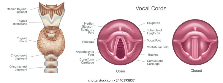 the vocal cords, or vocal folds, are two muscular bands inside the throat or voice box that produce the sound of your voice vector illustration. Closed and open folds. they help breathe and swallow. svg