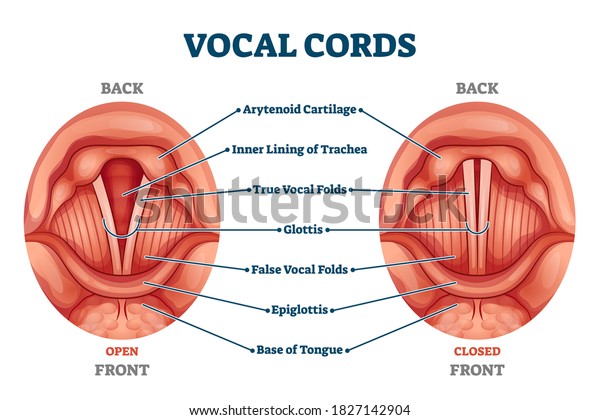 Vocal cords labeled anatomical and medical
structure and location scheme. Organ back or front view with closed
and open positions comparison diagram vector illustration. Human
voice sound inner parts