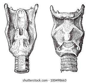 Voice Box or Larynx, vintage engraved illustration. Dictionary of Words and Things - Larive and Fleury - 1895