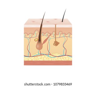 Vol.2 Structure of the skin illustration vector on white background. Beauty concept.