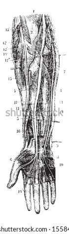 Volar aspect of the forearm (right side), vintage engraved illustration. Usual Medicine Dictionary by Dr Labarthe - 1885. 
