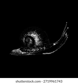 Caracol volcánico, mostrando su concha texturizada y movimiento lento en un estilo minimalista y de alto contraste. Ideal para temas de naturaleza, vida silvestre, resiliencia y vida marina única.