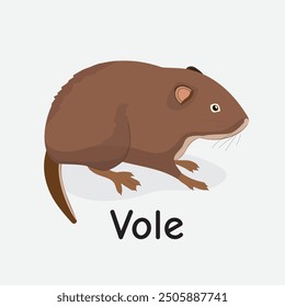 Vole Vector Illustration: Small Forest Rodent Design