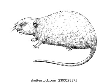 Vole vector sketch. Hand-drawn wildlife illustration in engraved style. Field mice isolated on white background. Black contoured mammal animal drawing for print, poster, card, and cover.