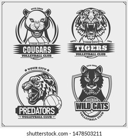 Volleyball badges, labels and design elements. Sport club emblems with cougar, wildcat and tiger. Print design for t-shirt.