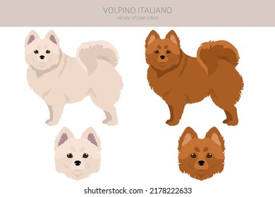 Volpino Italiano clipart. Different poses, coat colors set.  Vector illustration
