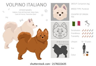 Volpino Italiano clipart. Different poses, coat colors set.  Vector illustration