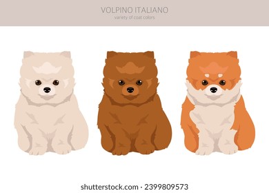 Volpino Italiano puppy clipart. Different poses, coat colors set.  Vector illustration