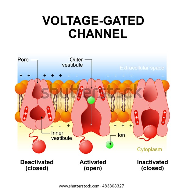 Voltage-gated channels. inactivation gate,\
deactivation and activation ion channel. Open and close gate.\
Interior of the cell is negatively charged, the exterior is\
positively charged and vice\
versa