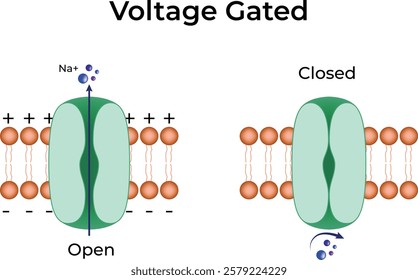 Voltage-Gated Ion Channel Design Vector Illustration