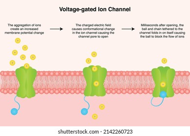 voltage-gated ion channel vector illustration science graphic