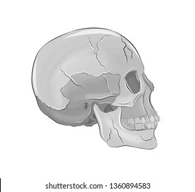 volume of the human skull