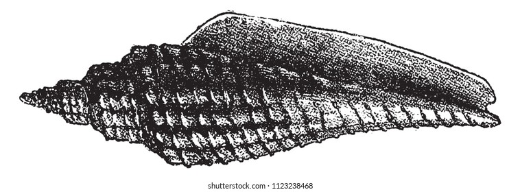 Voluta elongata, vintage engraved illustration. From Natural Creation and Living Beings.

