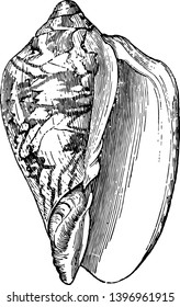 Voluta Scapha is a genus of medium to large sea snails vintage line drawing or engraving illustration.