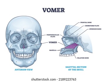 Vomer Bone With Facial Skeleton And Frontal Nasal Cavity Outline Diagram. Labeled Educational Nose Skeletal Structure Vector Illustration. Perpendicular Or Cribriform Plate, Sphenoid And Maxilla.