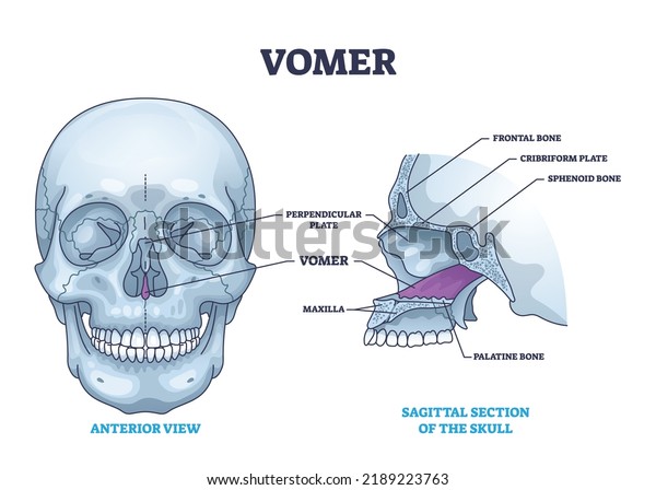 Vomer bone with facial skeleton and frontal\
nasal cavity outline diagram. Labeled educational nose skeletal\
structure vector illustration. Perpendicular or cribriform plate,\
sphenoid and maxilla.