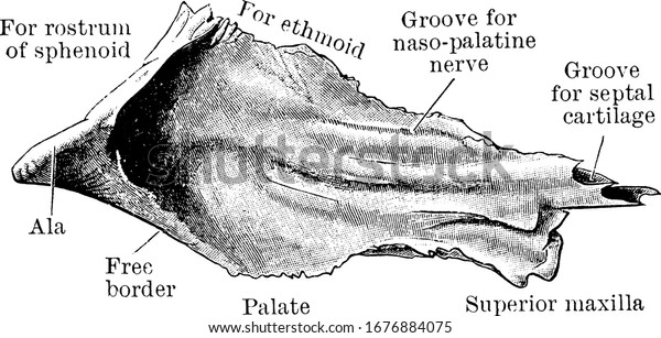 「鋤骨は、鼻腔内の小さく、薄く、鋤の形をした中央の骨で、左右の側面、ビンテージラインの描画、彫刻イラストを分離しています。」のベクター画像素材 ...