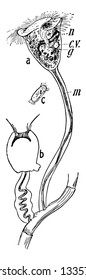 Vorticella is generally attached by a slender stalk and where many are growing together they appear like a delicate growth of mold upon the water weed, vintage line drawing or engraving illustration.