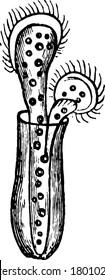 Vorticella is a genus of bell-shaped ciliates that have stalks to attach themselves to substrates, vintage line drawing or engraving illustration.