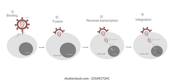 The vrial infection step of HIV-1 virus that attaches to the host cell : Binding, Fusion, Reverse transcription and Integration.