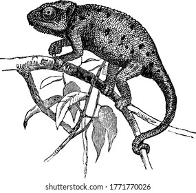 Chamæleon vulgaris is the most famous among the 59 species. Its body is 6 to 7 inches long, tail about 5 inches. The skin is cool to the touch and contains small grains or eminences, vintage