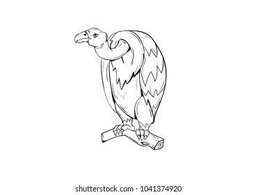 vulture bird icon vector drawing 