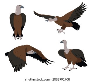 Vulture bird icons set. Flying and sitting Vultures birds in different poses isolated on white background. Nature, birdwatching and ornithology design. Vector cartoon or flat illustration.