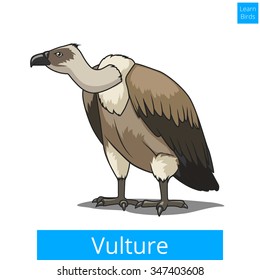 Vulture bird learn birds educational game vector illustration