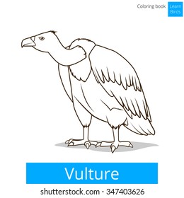 Vulture bird learn birds educational game coloring book vector illustration