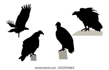 Vulture Bird Silhouette Design  And Vector Illustration. 