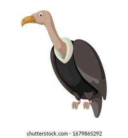 Vulture bird vector icon.Cartoon vector icon isolated on white background vulture bird.