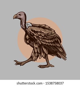 Vulture Bird Vector Illustration Isolated