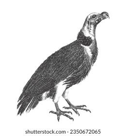 Vulture. Doodle sketch. Vintage vector illustration.