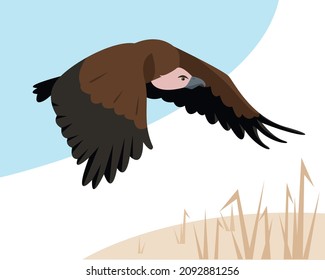 Vulture or eagle bird flying in sky above field. Bird icon for Nature, bird watching and ornithology design. Vector cartoon or flat illustration.