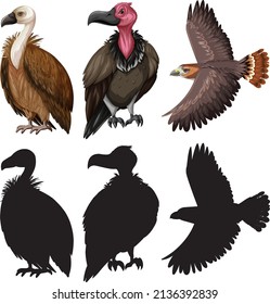 Vulture and eagle with silhouette illustration