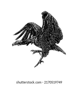 Vulture hand drawing vector illustration isolated on white background