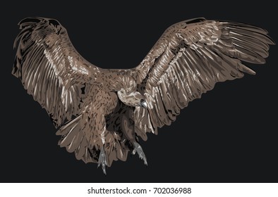 Vulture - High detailed vector illustration