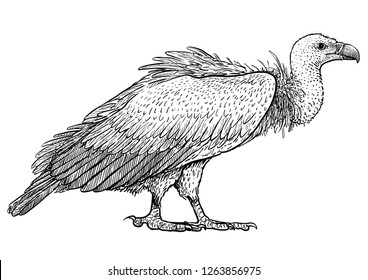 Vulture illustration, drawing, engraving, ink, line art, vector