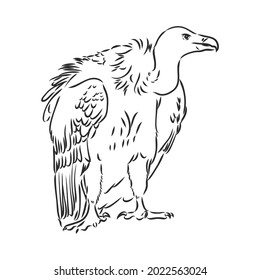 Vulture illustration, drawing, engraving, ink, line art, vector