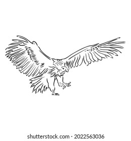 Vulture illustration, drawing, engraving, ink, line art, vector