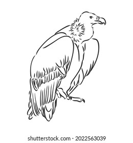 Vulture illustration, drawing, engraving, ink, line art, vector