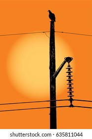 Vulture on utility pole silhouetted against blazing sun