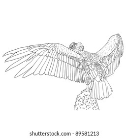 Vulture with outspread wings. Vector illustration.