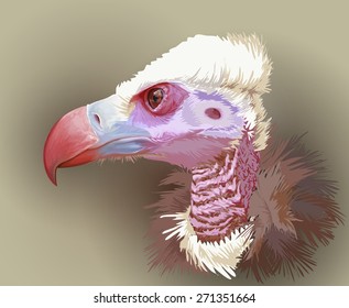 Vulture portrait. Vector illustration / Eps10