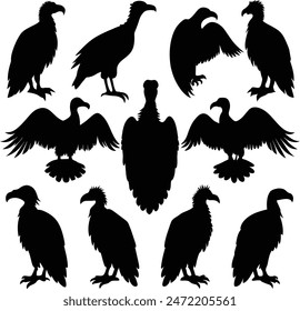 vulture silhouette set collection, Vulture bird icon set. Flying and sitting Vultures birds in different poses isolated on white background. Nature, birdwatching and ornithology design, Vector cartoon