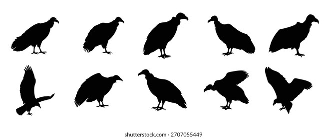 Conjunto de Vector de silueta de buitre - Clipart de aves rapaces para Diseños de vida silvestre