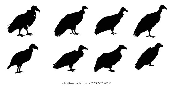 Conjunto de Vector de silueta de buitre - Clipart de aves rapaces para Diseños de vida silvestre