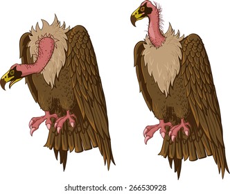 Vulture sitting. Neck in two positions